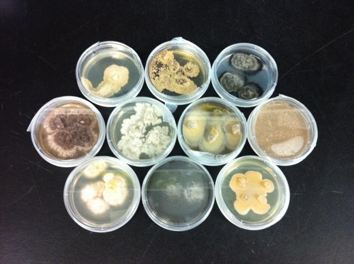 In the Microbiome, Cooperation is Destabilizing (2 of 4)