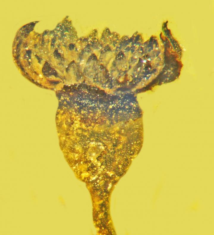 <em>Valviloculus pleristaminis</em> (1 of 2)