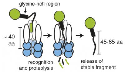 Incomplete Protein Digestion