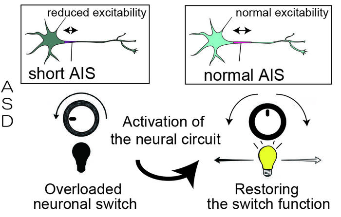 Successful restoration of the length of the axon initial segment.