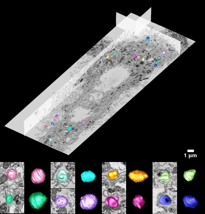 Three-dimensional image of a cell