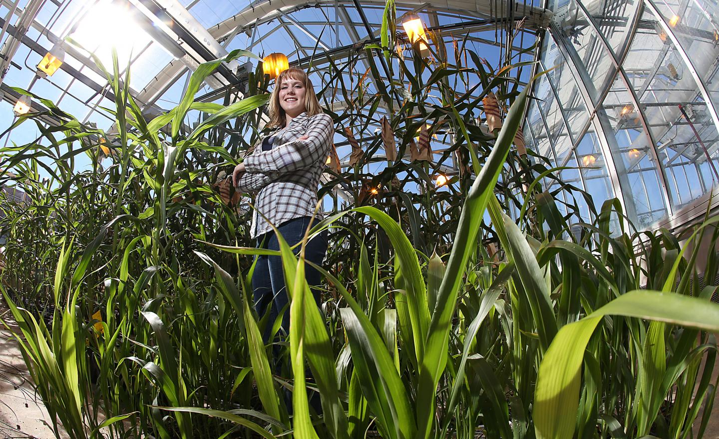 Modern Corn Hybrids Do More with Less Space, Nitrogen