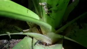 Male Milpe Robber Frog calling from a bromeliad