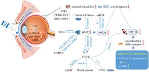 Target molecules of certain myopia control medications