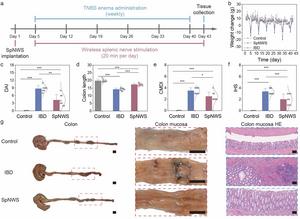 Electroceutical treatment of IBD with chronic SNS enabled by SpNWS.