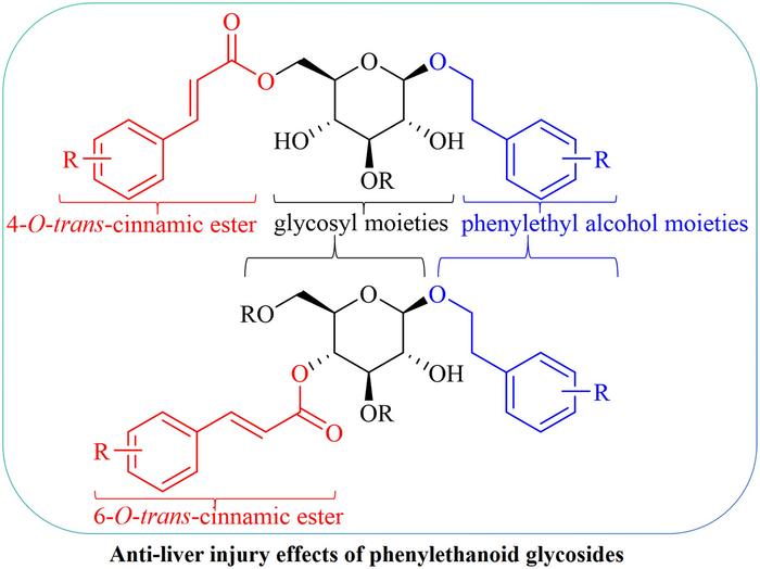 Phenylethanoid Glycosides: A Mini Review on their Anti-liver Injury Effects and Underlying Mechanisms