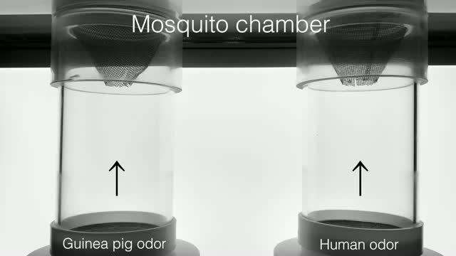 Video of Mosquito Preference for Human Scent