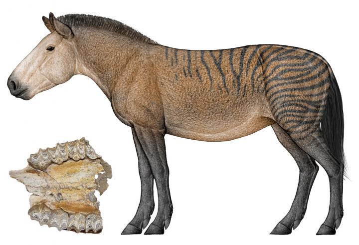 Hipparion Forstenae