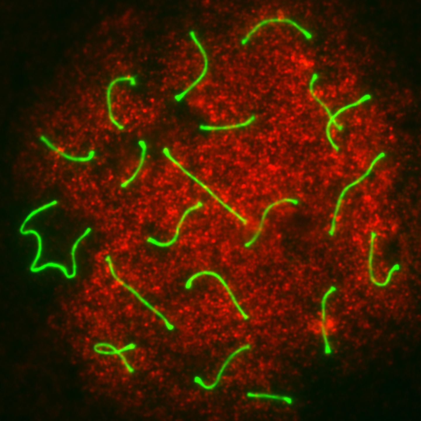 Flawed Fertility