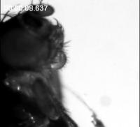 Comparison of Movements of Young and Old Fruit Flies (2 of 2)