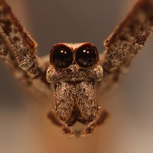 Net-casting Spider