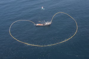 Peruvian industrial purse seiners