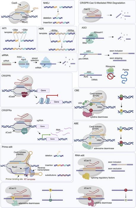 Gene Therapy Mechanisms for Ocular Diseases.