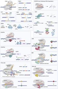 Gene Therapy Mechanisms for Ocular Diseases.