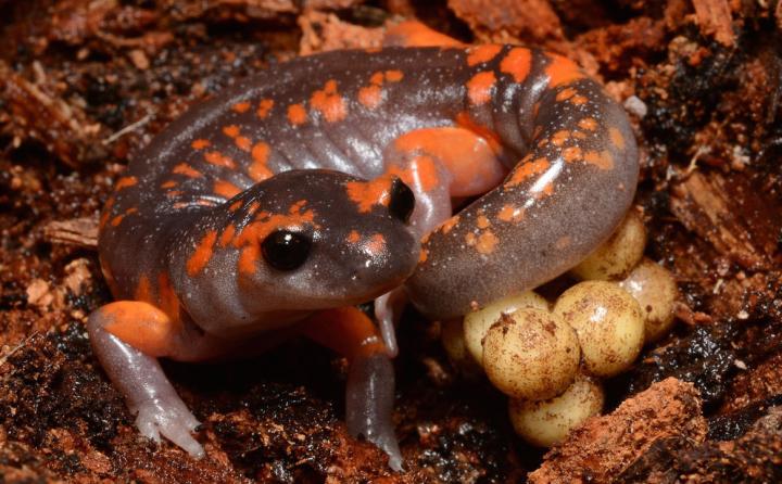North America's Salamanders at Risk of Epidemic from Overseas (2 of 3)
