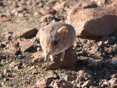 Macroscelides Micus