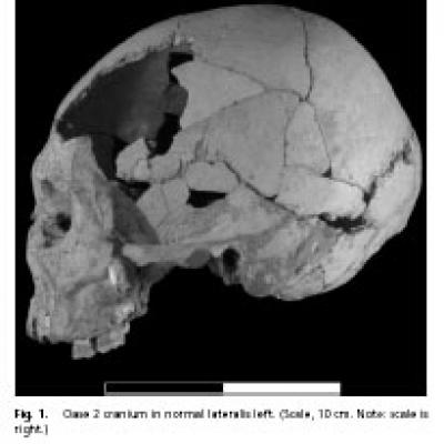 Oase 2 Cranium in Norma Lateralis Left