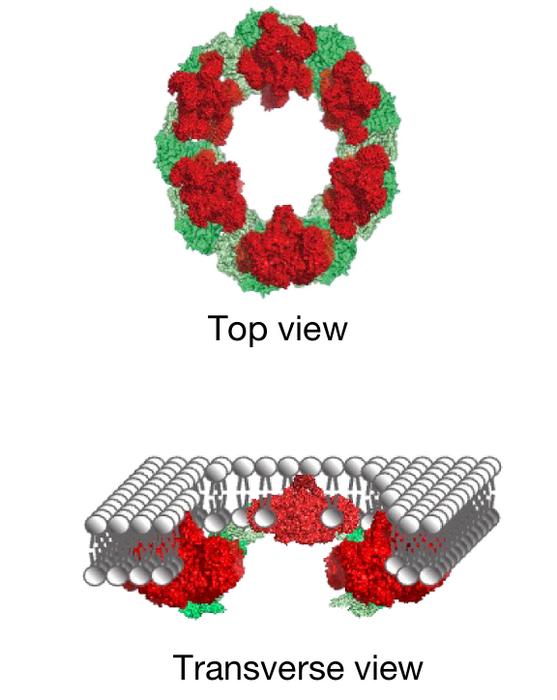 Cell death's 'beautiful' rings: Illustration