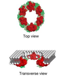 Cell death's 'beautiful' rings: Illustration