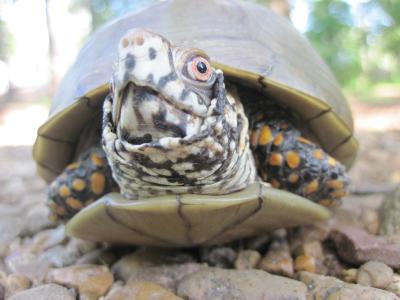 Threatened Turtle