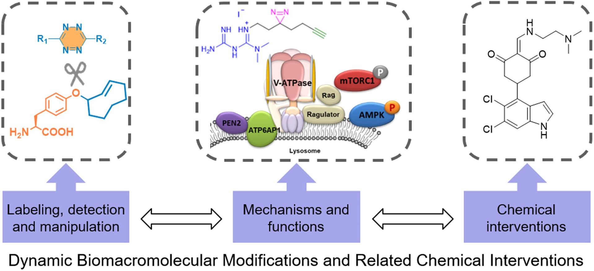 Recent Advances in Dynamic Biomacromolecular Modifications and Chemical Interventions