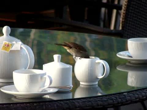 The Brain Power Behind Problem-Solving in Birds May Resemble That of Humans (10 of 13)