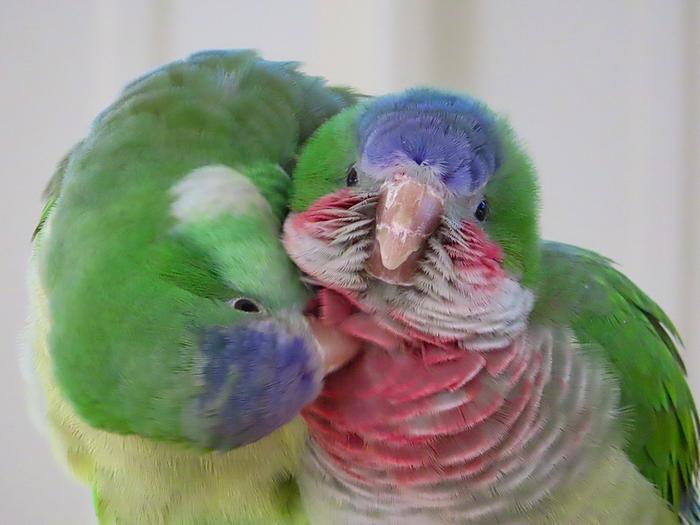 Parakeets