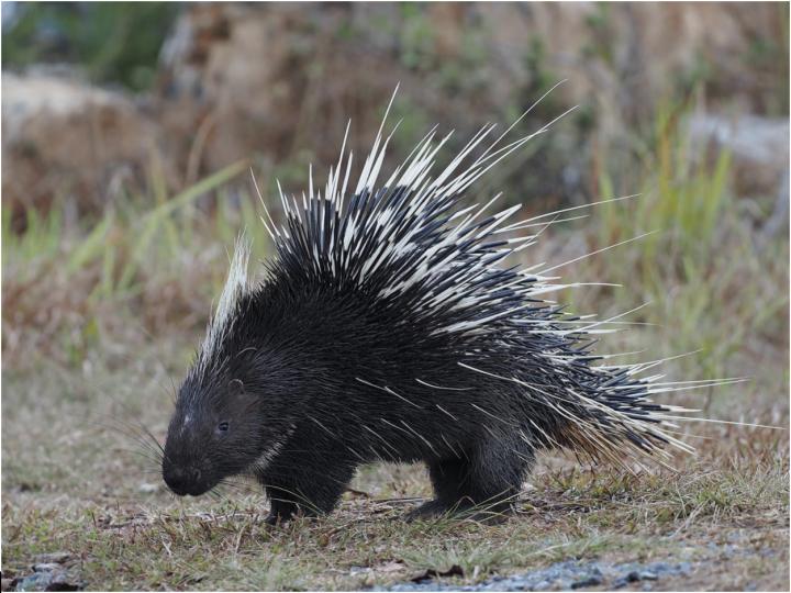 Malayan porcupine