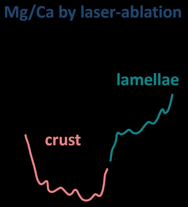Mg/Ca ratio in Neogloboquadrina pachyderma