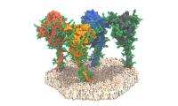 SARS-CoV-2 Spike Protein