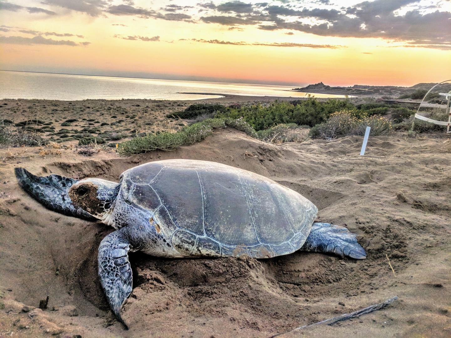Green turtle nesting