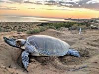 Green turtle nesting