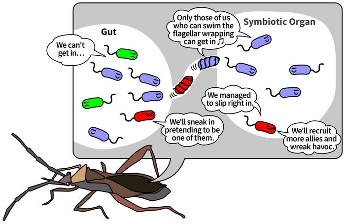 Scientists have discovered a pathogenic microorganism that behaves like a symbiotic microorganism, invading symbiotic organs and killing its host pest!