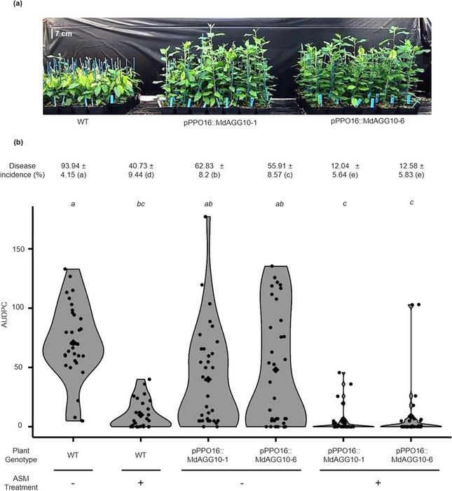 Greenhouse-grown pPPO16::MdAGG10 apple lines are less susceptible to Erwinia amylovora.