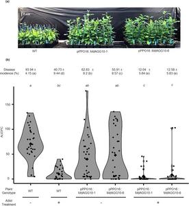 Greenhouse-grown pPPO16::MdAGG10 apple lines are less susceptible to Erwinia amylovora.