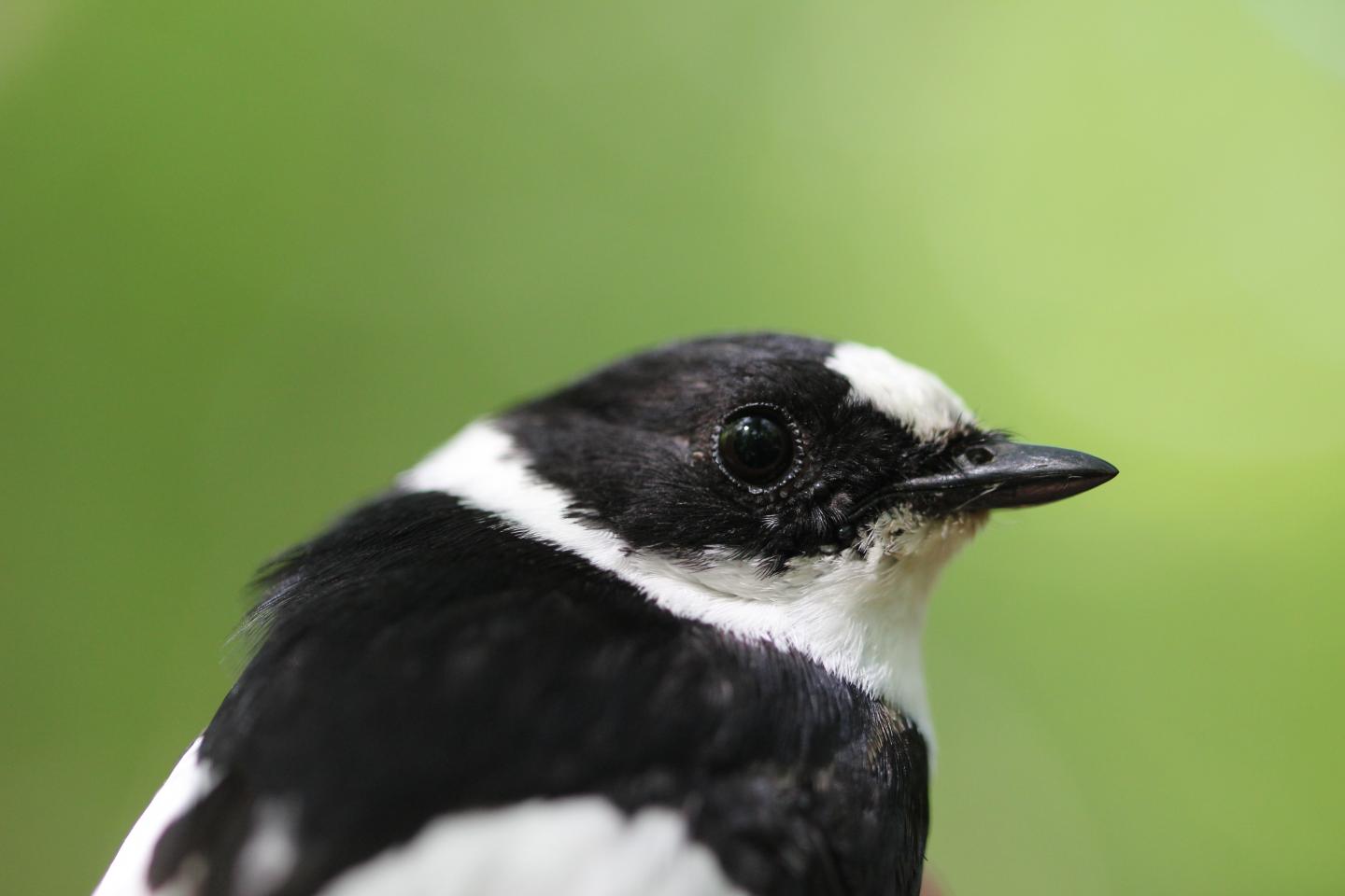 Flycatcher