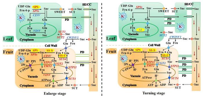 A comprehensive structure model of the effects of K on the expression of key genes and enzyme activities involved in Suc metabolism and transport in leaf and fruit in Newhall navel orange.