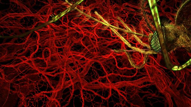 WEHI.TV Still from Malaria Life Cycle Animation