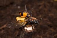 Beetle with Mites
