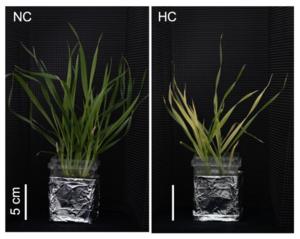 Iron deficiency in wheat after extended exposure to high temperatures