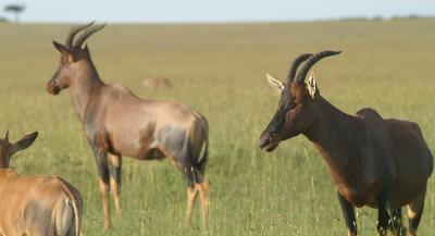 Topi Antelope