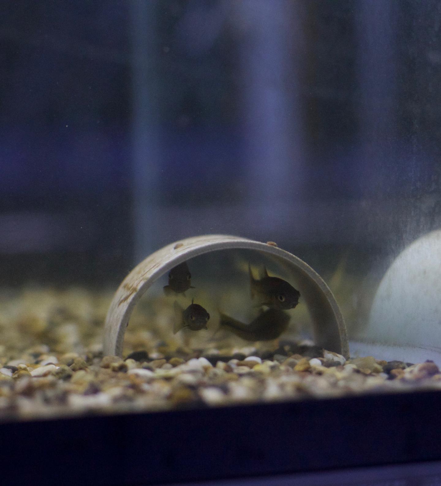 Fish under threat Warn Others of Danger by Releasing a Chemical Signal