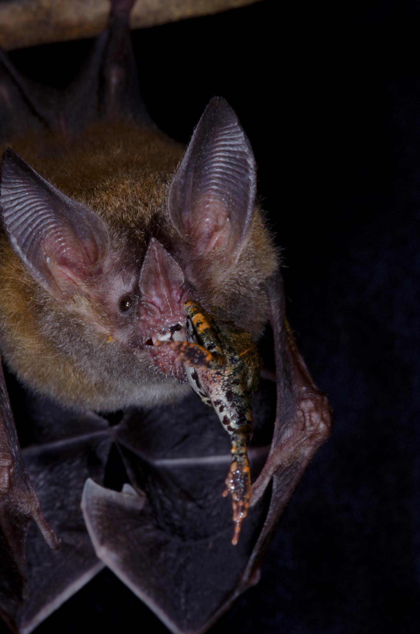 Trachops cirrhosus foraging