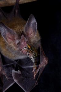 Trachops cirrhosus foraging