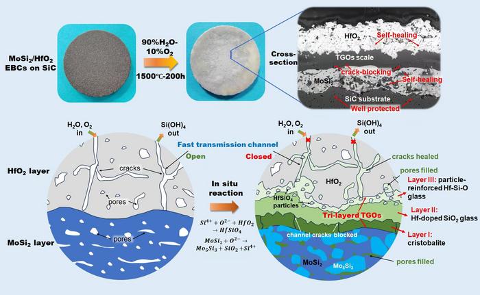 Macroscopic and microscopic structural changes of MoSi2/HfO2 duplex EBCs before and after steam corrosion