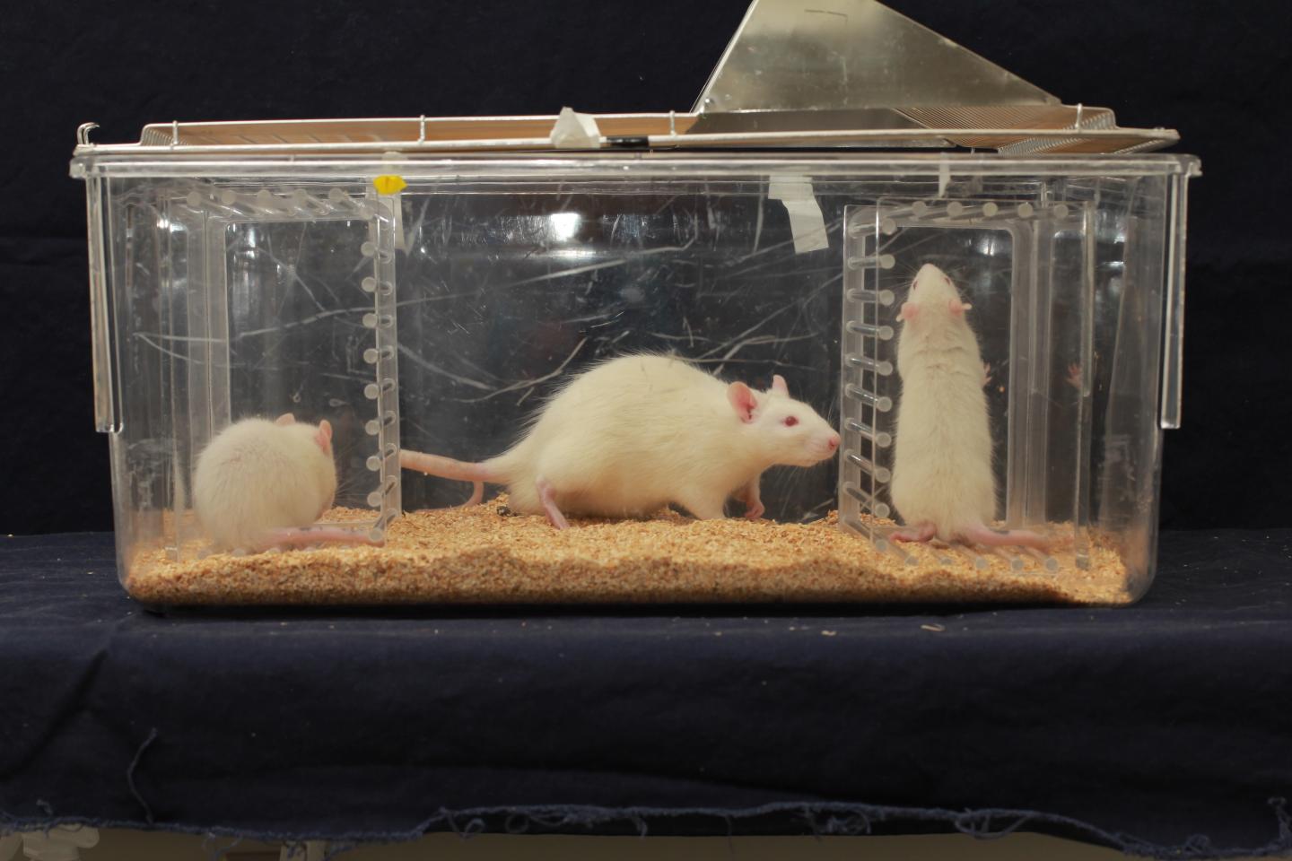 The Brain's Insular Cortex Knows About Other's Stress
