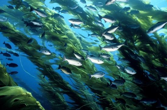Giant Kelp and Fish