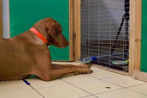 The dog is patiently waiting for the sausage without taking the biscuit (Study 2).