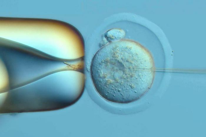 Pronuclear injection of DNA Typewriter into a fertilized mouse egg