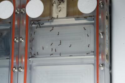 Ants in Space!